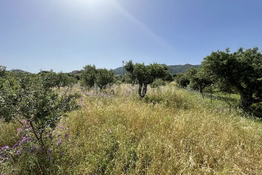 Agricolo in vendita di 3.300 mq a €28.000 (rif. 10/2025)