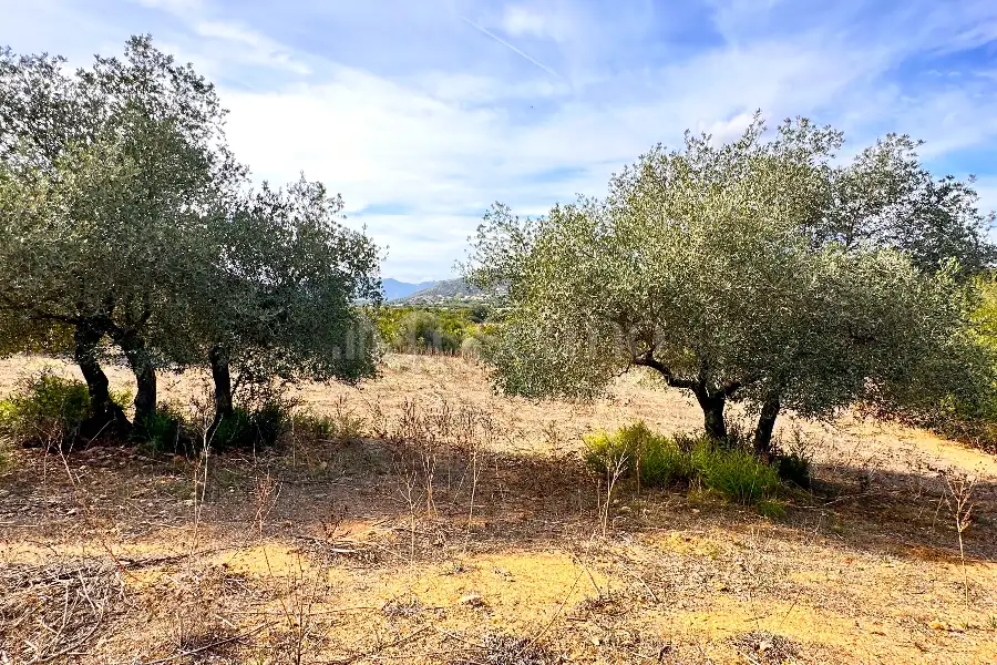 Agricolo in vendita di 375.217 mq a €480.000 (rif. 55/2024)