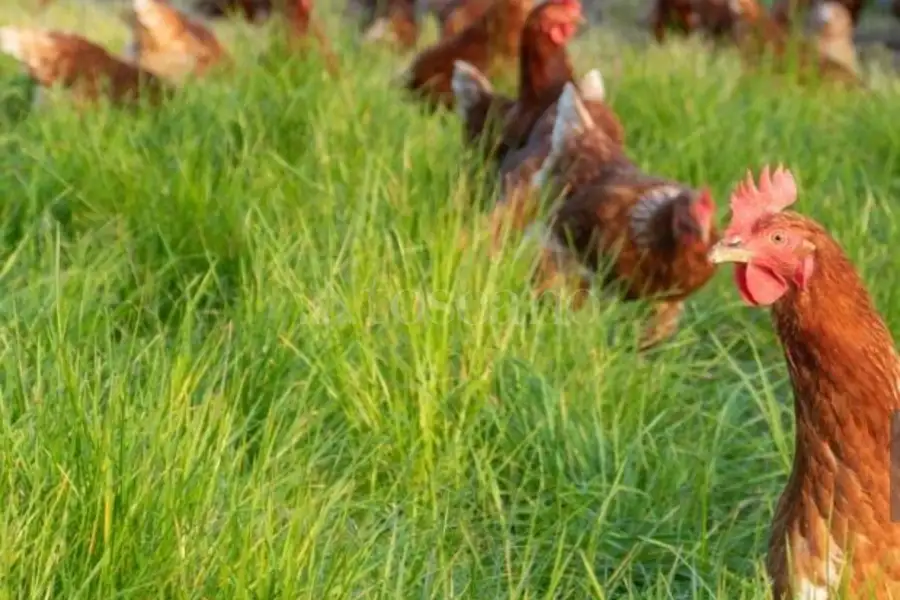 Capannone in vendita di 2.000 mq trattativa riservata (rif. 53/2025)