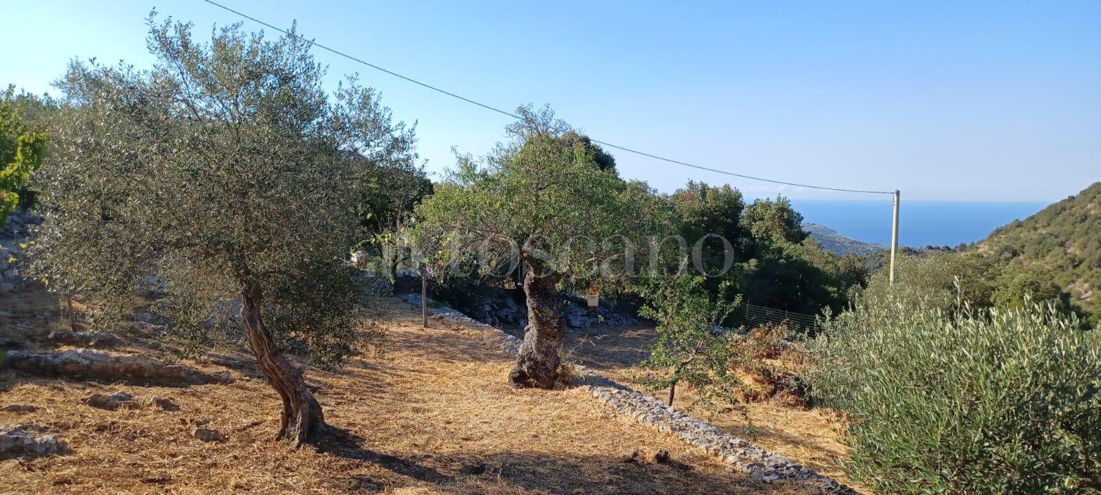 immagine annuncio 4 di 11